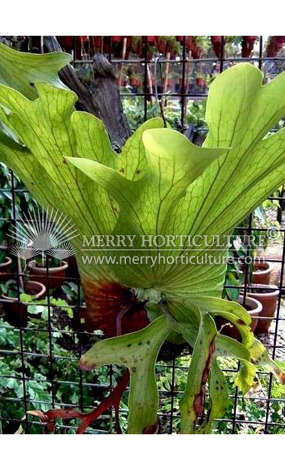 Platycerium coronarium (Staghorn fern)
